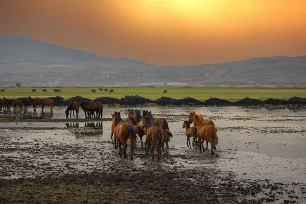 Atlar koşup tozlanıyor. Kayseri Türkiye 'deki Yilki atları sahipsiz yabani atlardır