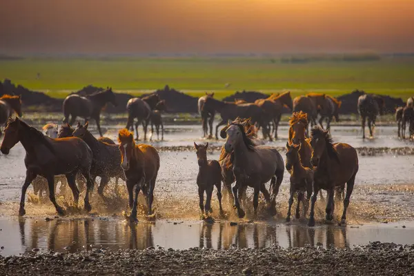 Atlar koşup tozlanıyor. Kayseri Türkiye 'deki Yilki atları sahipsiz yabani atlardır