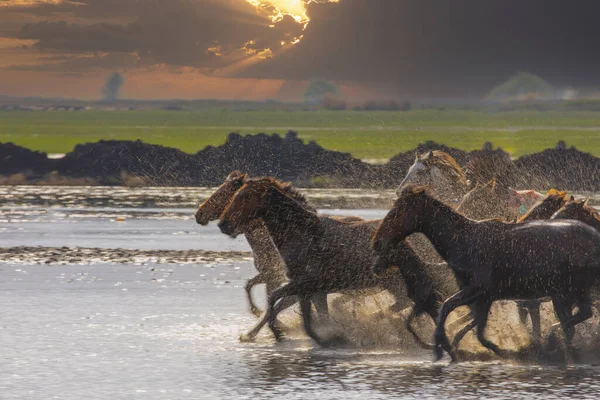 Atlar koşup tozlanıyor. Kayseri Türkiye 'deki Yilki atları sahipsiz yabani atlardır