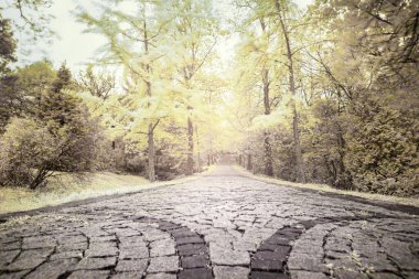 Orman arka planı, yapraklar renk değişimi, sonbahar mevsimi, Yenice Ormanı, Karabuk, Türkiye.