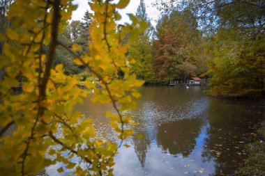 Belgrad Ormanı 'nda sonbahar manzarası (Türkçe: Belgrad Ormani) İstanbul, Türkiye.