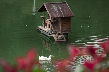 Belgrad Ormanı 'nda sonbahar manzarası (Türkçe: Belgrad Ormani) İstanbul, Türkiye.