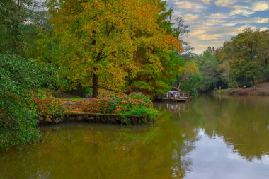 İstanbul 'un Sariyer ilçesinde Atatürk Ağacı