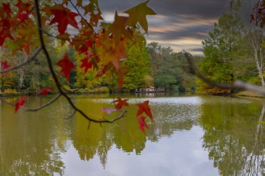 İstanbul 'un Sariyer ilçesinde Atatürk Ağacı
