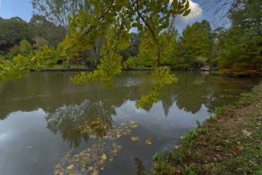 İstanbul 'un Sariyer ilçesinde Atatürk Ağacı