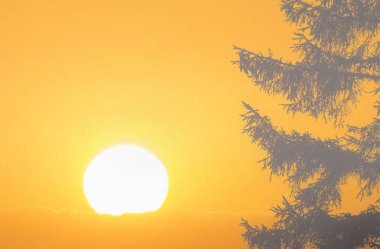 Gün batımında büyük çam ağaçları estetik fotoğraflar sağlar.