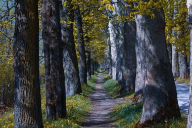 Vrelo Bosne doğası Saraybosna 'daki yeşil park