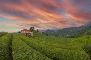 Geniş çaplı çay tarlaları.