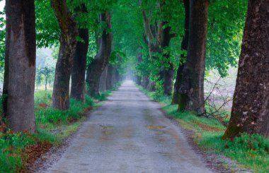Ağaç Tüneli Dudakli İnegol, Bursa Türkiye