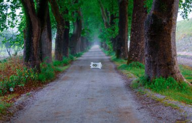 Ağaç Tüneli Dudakli İnegol, Bursa Türkiye