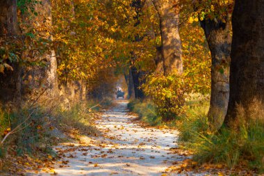 Ağaç Tüneli Dudakli İnegol, Bursa Türkiye