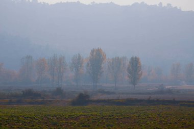 Ağaç Tüneli Dudakli İnegol, Bursa Türkiye