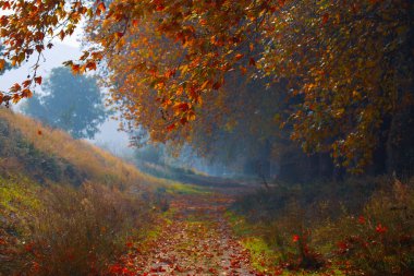 Ağaç Tüneli Dudakli İnegol, Bursa Türkiye