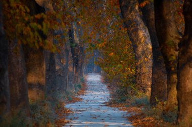 Ağaç Tüneli Dudakli İnegol, Bursa Türkiye