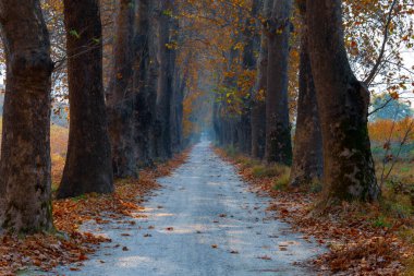 Ağaç Tüneli Dudakli İnegol, Bursa Türkiye