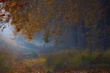 Ağaç Tüneli Dudakli İnegol, Bursa Türkiye