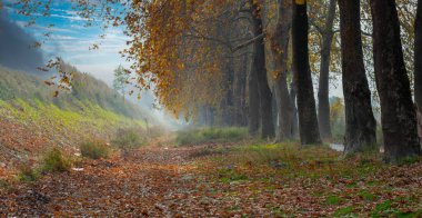Ağaç Tüneli Dudakli İnegol, Bursa Türkiye