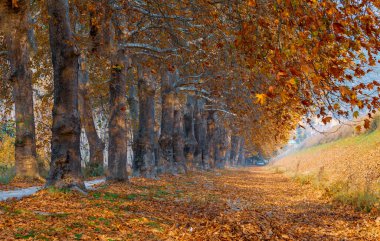 Ağaç Tüneli Dudakli İnegol, Bursa Türkiye