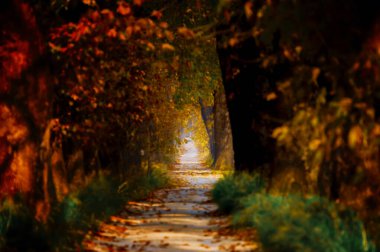 Ağaç Tüneli Dudakli İnegol, Bursa Türkiye