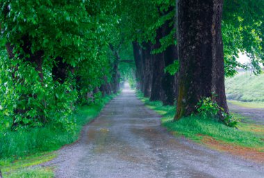 Ağaç Tüneli Dudakli İnegol, Bursa Türkiye