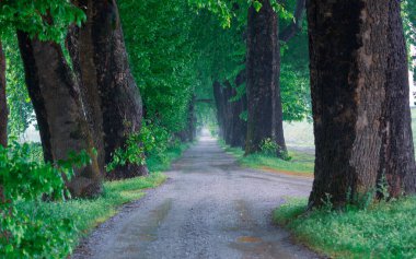 Ağaç Tüneli Dudakli İnegol, Bursa Türkiye