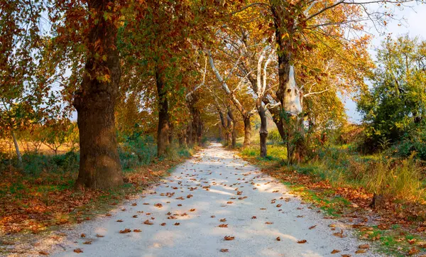 Ağaç Tüneli Dudakli İnegol, Bursa Türkiye