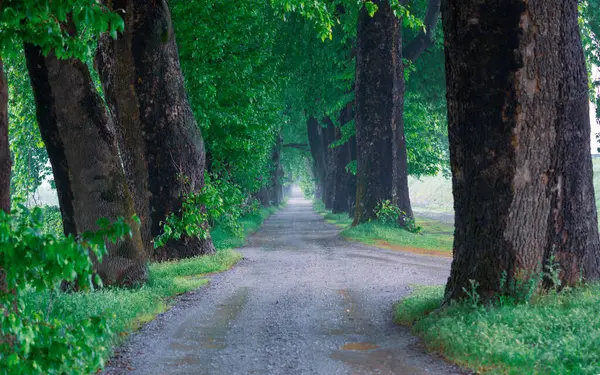 Ağaç Tüneli Dudakli İnegol, Bursa Türkiye