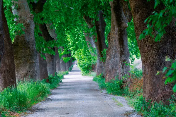 Ağaç Tüneli Dudakli İnegol, Bursa Türkiye