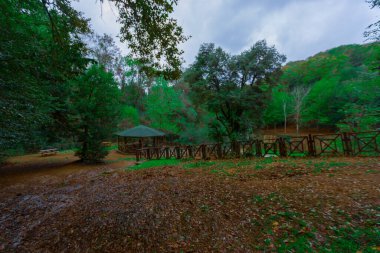 Belgrad Ormanı 'nda sonbahar manzarası (Türkçe: Belgrad Ormani) İstanbul, Türkiye.