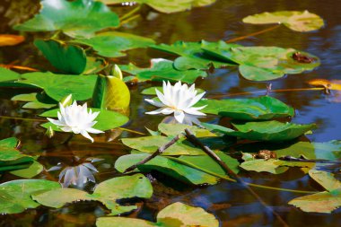 Gölün yüzeyinde sarı polenler olan beyaz nilüfer.