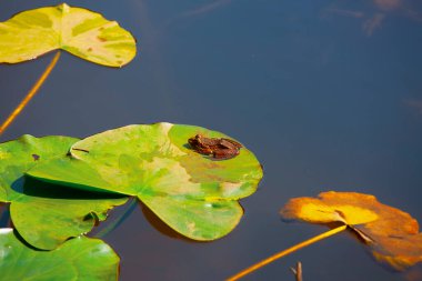 Gölün yüzeyinde sarı polenler olan beyaz nilüfer.