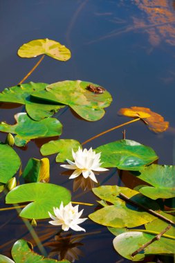 Gölün yüzeyinde sarı polenler olan beyaz nilüfer.
