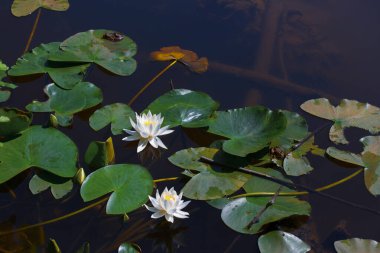 Gölün yüzeyinde sarı polenler olan beyaz nilüfer.