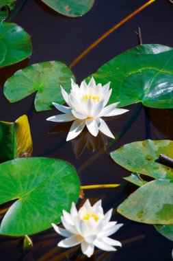 Gölün yüzeyinde sarı polenler olan beyaz nilüfer.