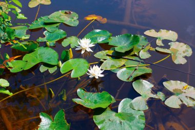 Gölün yüzeyinde sarı polenler olan beyaz nilüfer.