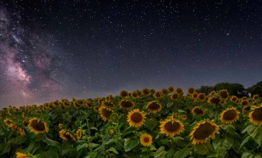 Ayçiçeği tarlası ve çeşitli zamanlar