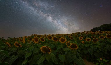 Ayçiçeği tarlası ve çeşitli zamanlar