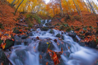 Sonbahar sahnesi. Yedi Bolu Gölü Türkiye