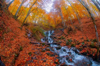 Sonbahar sahnesi. Yedi Bolu Gölü Türkiye