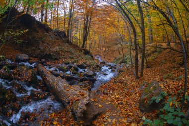 Sonbahar sahnesi. Yedi Bolu Gölü Türkiye