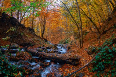 Sonbahar sahnesi. Yedi Bolu Gölü Türkiye