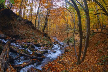 Sonbahar sahnesi. Yedi Bolu Gölü Türkiye