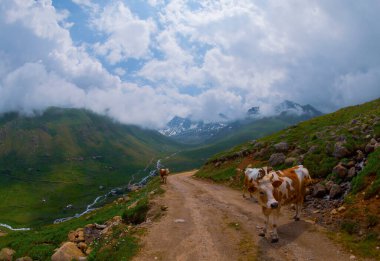 Rize 'nin Camlihemsin ilçesine bağlı Cicekli Platosu. Kackar Dağları bölgesi. Rize, Hindi. (Türkçe: Cicekli Yaylasi)