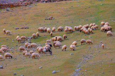 Tarlaya dağılmış tek bir ağaç ve hayvanlar.