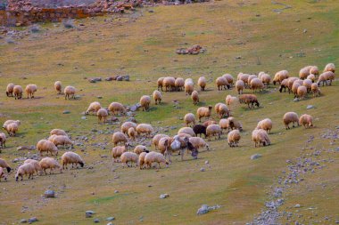 Tarlaya dağılmış tek bir ağaç ve hayvanlar.