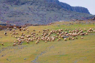 Tarlaya dağılmış tek bir ağaç ve hayvanlar.