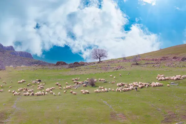 Tarlaya dağılmış tek bir ağaç ve hayvanlar.