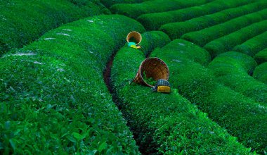 The most beautiful tea gardens in the world clipart