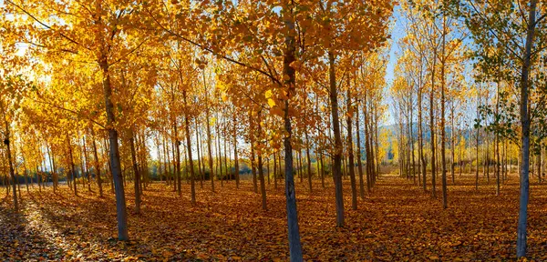 Poplar trees and autumn colors