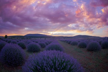 Lavanta tarlası Isparta ve Türkiye